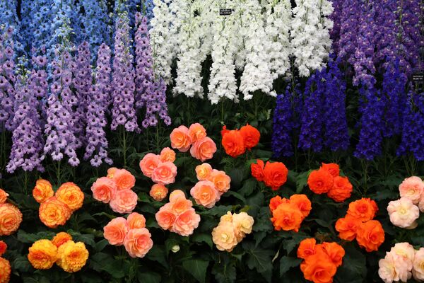 Выставка цветов в Челси - Sputnik Беларусь