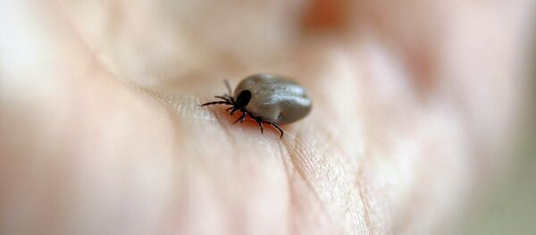 Клещ, архивное фото Клещ, архивное фото - Sputnik Беларусь