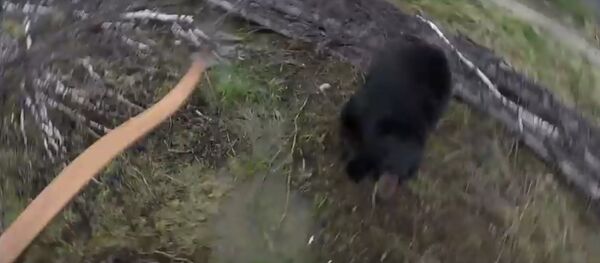 Нападение: как в медведя стреляли из лука и что из этого вышло - Sputnik Беларусь