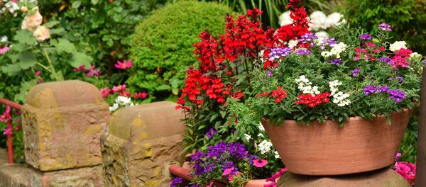 Цветы в горшке - Sputnik Беларусь