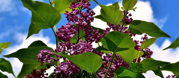 Красаванне бэзу, архіўнае фота - Sputnik Беларусь