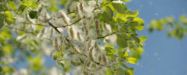 Тополиный пух - Sputnik Беларусь