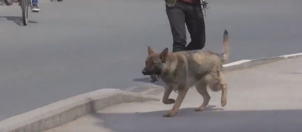 Видеофакт: пес украл экшн-камеру и снял часть велопарада Видеофакт: пес украл экшн-камеру и снял часть велопарада - Sputnik Беларусь