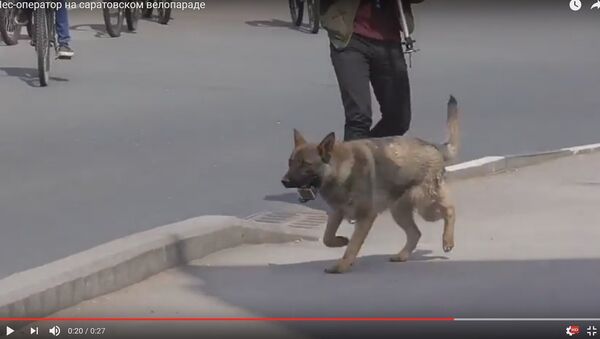 Видеофакт: пес украл экшн-камеру и снял часть велопарада - Sputnik Беларусь