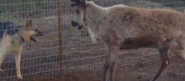 Дружба без границ: как немецкая овчарка играет с оленем Дружба без границ: как немецкая овчарка играет с оленем - Sputnik Беларусь