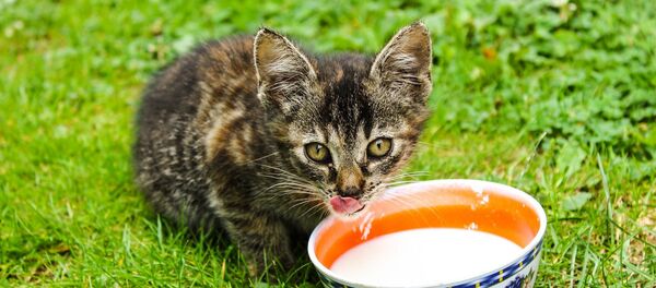 Кот пьет молоко - Sputnik Беларусь