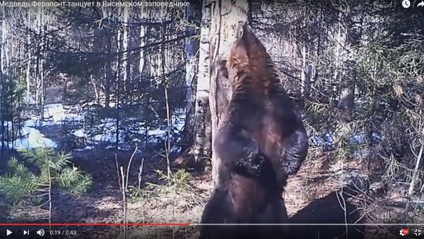 Кадры с танцующим возле дерева медведем рвут интернет - Sputnik Беларусь