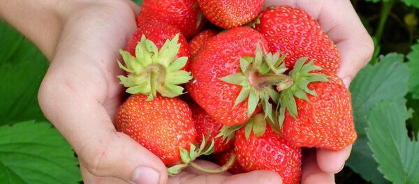 Клубника летом, архивное фото - Sputnik Беларусь