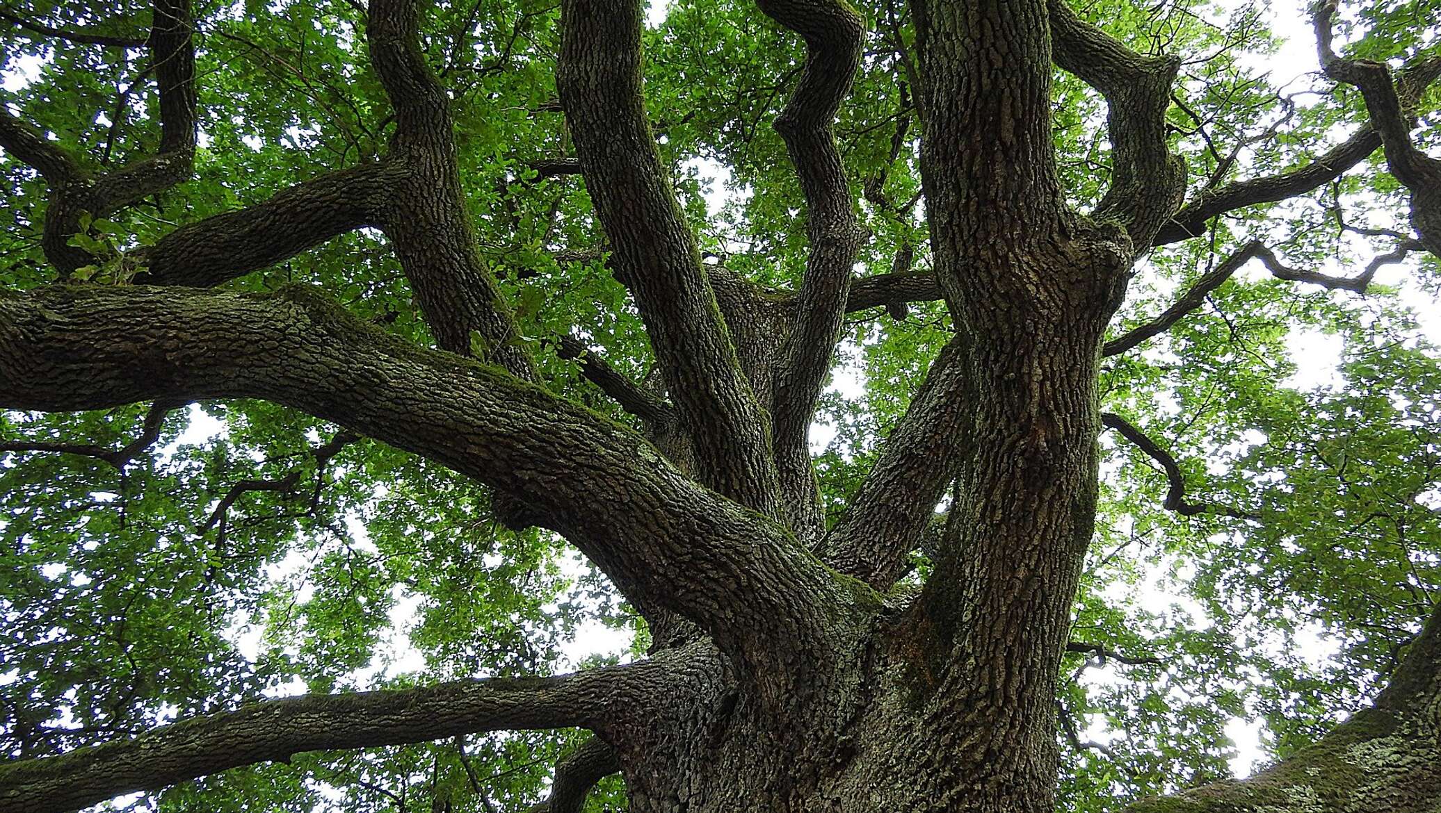 Proper tree. Дуб Старожил. Три дуба старожила.