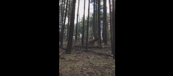 Видеофакт: лосиха копытом спасла своего детеныша от медведя - Sputnik Беларусь
