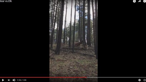 Видеофакт: лосиха копытом спасла своего детеныша от медведя - Sputnik Беларусь
