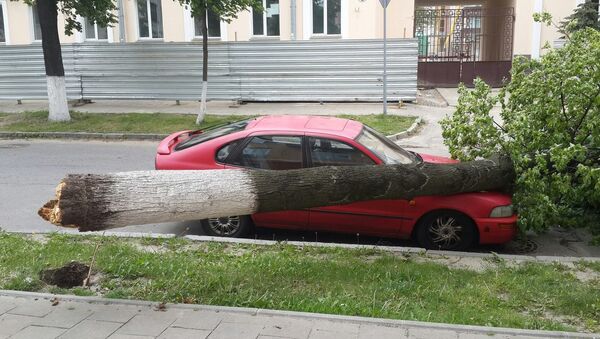 Упавшее дерево в Гомеле - Sputnik Беларусь