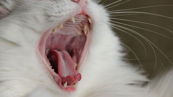 Кот зевает, архивное фото - Sputnik Беларусь