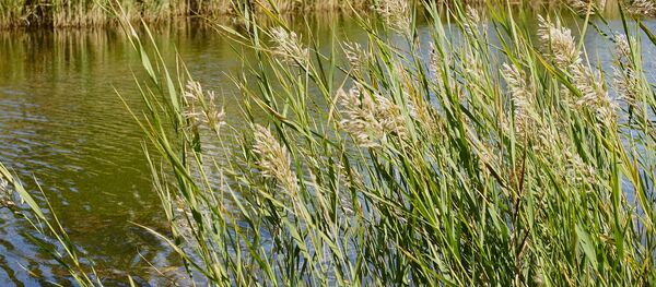 Озеро, архивное фото - Sputnik Беларусь