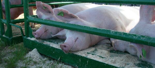 Свиньи, архивное фото - Sputnik Беларусь