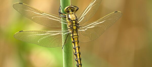 Стрекоза летом - Sputnik Беларусь