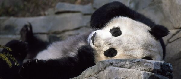Панда, архіўнае фота Панда, архіўнае фота - Sputnik Беларусь