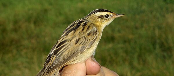 Вяртлявая чаротаўка - Sputnik Беларусь