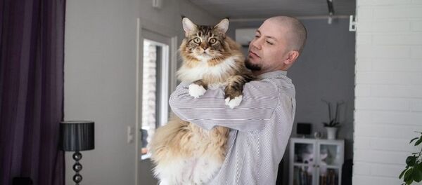 Кот пароды мэйн-кун з Фінляндыі Кот пароды мэйн-кун з Фінляндыі - Sputnik Беларусь