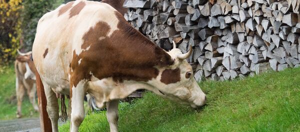 Корова возле поленницы - Sputnik Беларусь