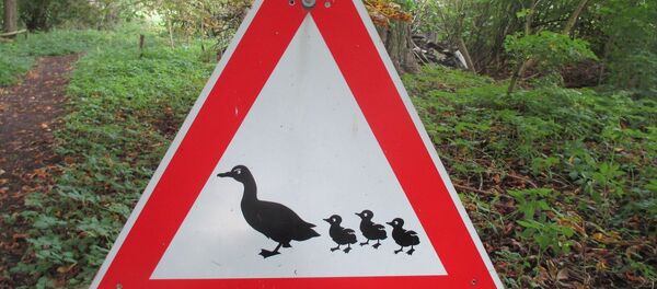 Знак Утка с утятами Знак Утка с утятами - Sputnik Беларусь