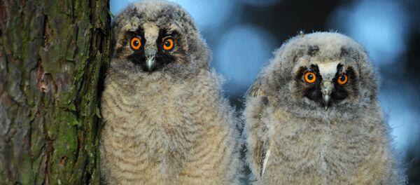 Птенцы ушастой совы на восходе солнца - Sputnik Беларусь