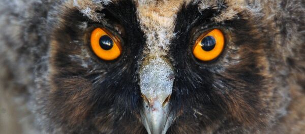 Вушастая сава - Sputnik Беларусь