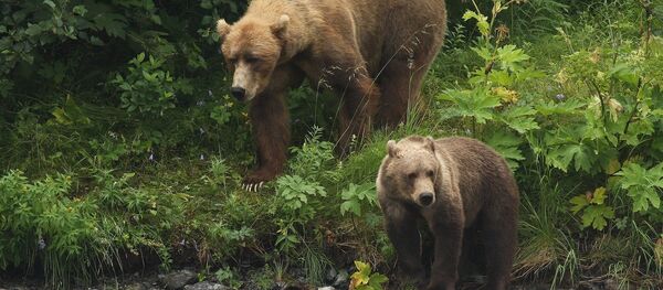 Мядзведзі, архіўнае фота Мядзведзі, архіўнае фота - Sputnik Беларусь