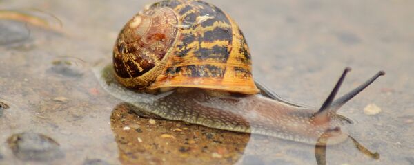 Смоўж падчас дажджу - Sputnik Беларусь