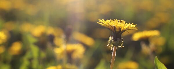 Дзьмухавец, архіўнае фота Дзьмухавец, архіўнае фота - Sputnik Беларусь