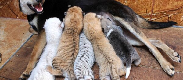 Собака с тигрятами - Sputnik Беларусь