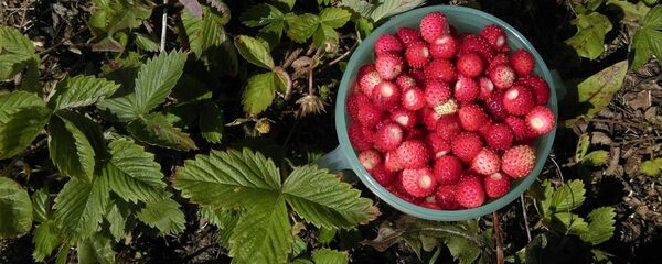 Земляника урожая-2017 - Sputnik Беларусь