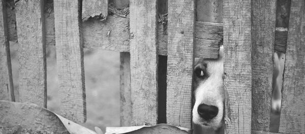 Собака выглядывает через забор, архивное фото - Sputnik Беларусь