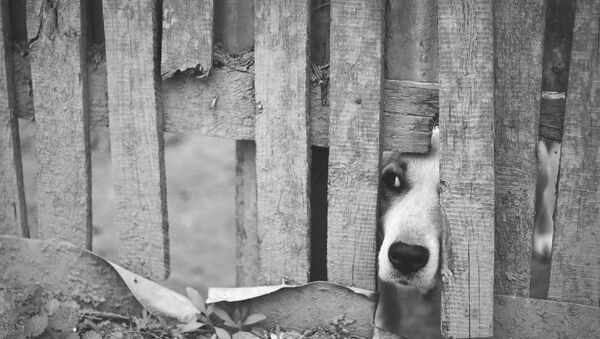 Собака выглядывает через забор, архивное фото - Sputnik Беларусь