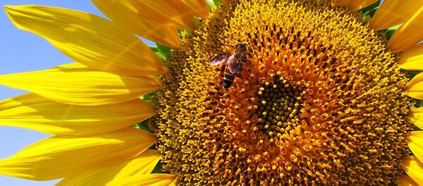 Пчела на цветке - Sputnik Беларусь