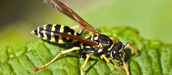 Оса - Sputnik Беларусь