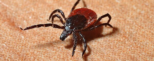 Клешч Клешч - Sputnik Беларусь