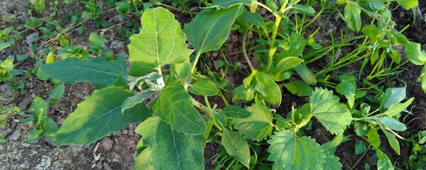 Лебяда ў агародзе - Sputnik Беларусь