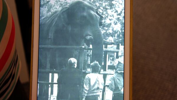 Фото слона Сурака сохранилось в личном архиве Бориса Мещерякова - Sputnik Беларусь
