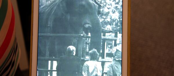 Фото слона Сурака сохранилось в личном архиве Бориса Мещерякова Фото слона Сурака сохранилось в личном архиве Бориса Мещерякова - Sputnik Беларусь