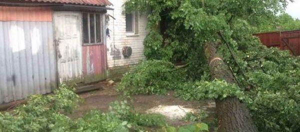 Поваленное в результате непогоды дерево в Витебской области Поваленное в результате непогоды дерево в Витебской области - Sputnik Беларусь