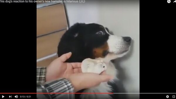 Новый член семьи: как собака отреагировала на хомяка - Sputnik Беларусь