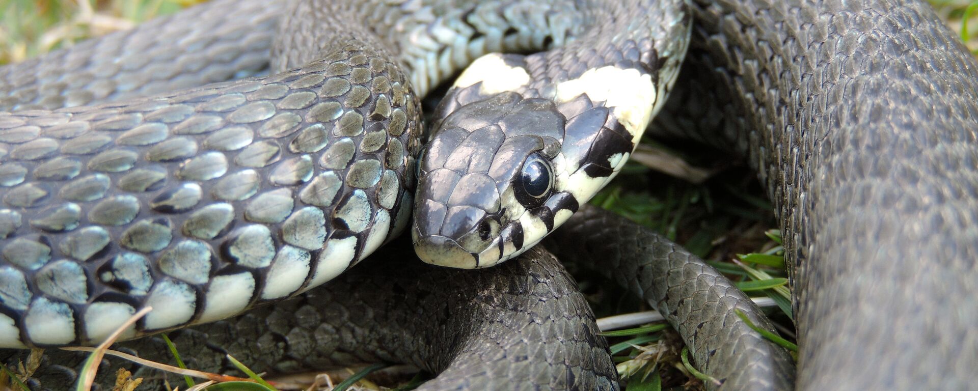 Уж - Sputnik Беларусь, 1920, 06.07.2025