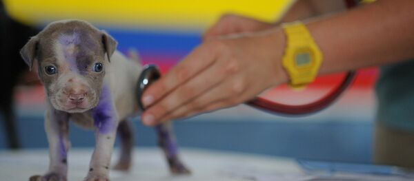 Щенок на приеме у ветеринара - Sputnik Беларусь