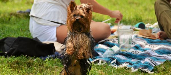 Пікнік на  прыродзе Пікнік на  прыродзе - Sputnik Беларусь