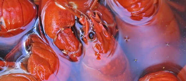 Вареные раки - Sputnik Беларусь