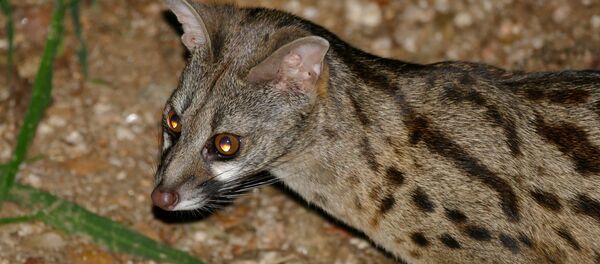 Генета, архивное фото - Sputnik Беларусь