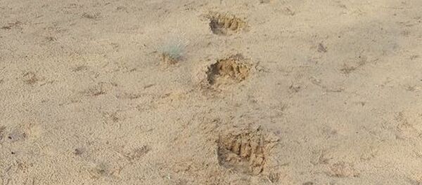 Медвежьи следы - Sputnik Беларусь