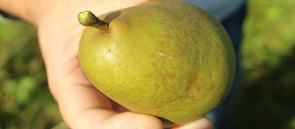 Груша, архивное фото - Sputnik Беларусь