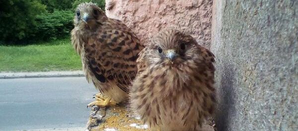 Птенцы пустельги - Sputnik Беларусь